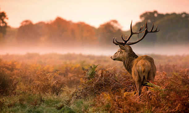 This Month in the Markets – November